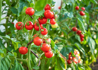 Divyansh tomato Seed(130 per packet)