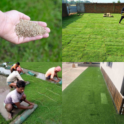Seedsilk Imported Bermuda Lawn Grass Seeds for Home and Gardening Seed(5500 per packet)