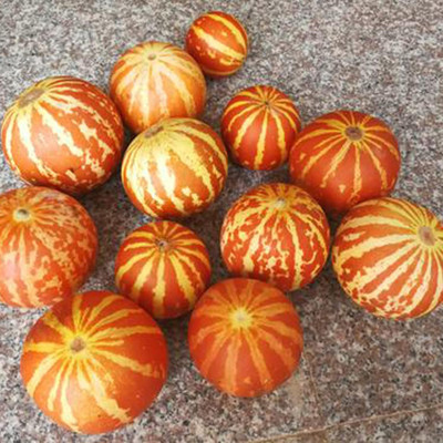 KNESSiN FXD-23 Pumpkin Seed(50 per packet)