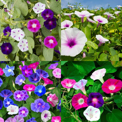 ibains Dwarf morning glory seeds 32 Seed(32 per packet)