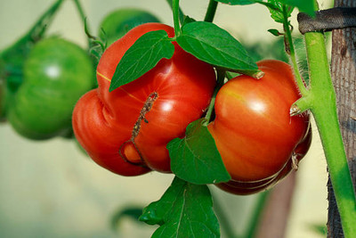 Arshayat tomato Seed(95 per packet)
