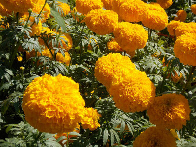 Greenery Seed Retail marigold,gende ka phool seeds Seed(20 per packet)
