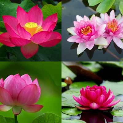ibains Bonsai lotus seed biij 6 Seed(6 per packet)