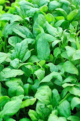 KNESSiN Spinach Seeds - Tetragonia expansa Seed(200 per packet)