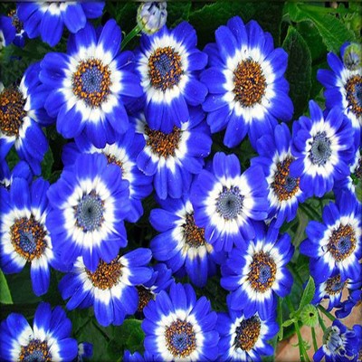 JRYU Cineraria Mix Colour Hybrid Flower Seed(50 per packet)