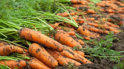 DEYS AGRO ™ carrot seeds, f1 hybrid gajar seeds|gajor seeds, carrot gajar vegetables seeds Seed(200 per packet)