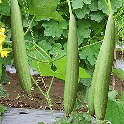 CYBEXIS VXI-2 - Tori Sponge Gourd - (100 Seeds) Seed(100 per packet)