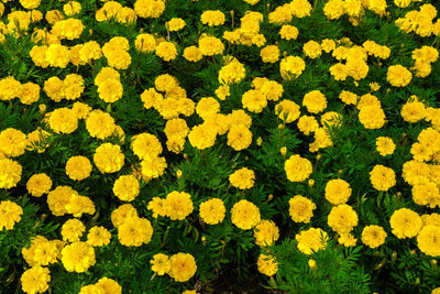 Avysa marigold/gende ka phool flower seeds Seed(50 per packet)