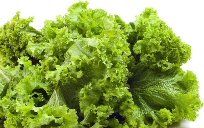 CYBEXIS VXI-36 - Southern Giant Curled Mustard - (2250 Seeds) Seed(2250 per packet)