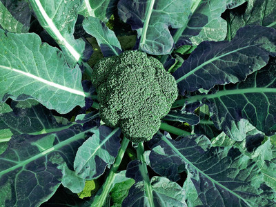 WILLVINE PUAS -II Broccoli Luna F1 Vegetable Seeds [2.5g] Seed(750 per packet)