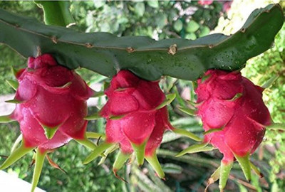 BDSresolve Dragon fruit seeds for planting/Dragon fruit seed 24 Seed(24 per packet)