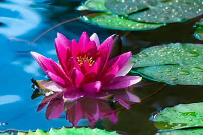 MG ALL IN ONE lotus,kamal gatta Seed(10 per packet)