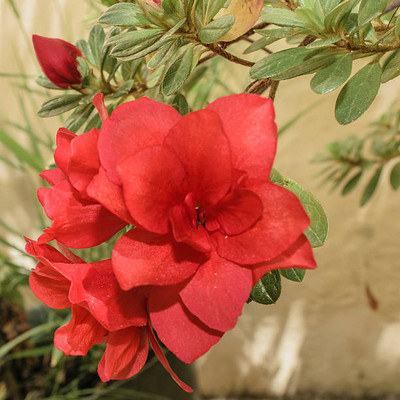 XOLDAA BALSAM FLOWER SEEDS Seed(30 per packet)