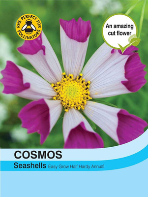 CYBEXIS Cut Flowers - Cosmos Purity Seed(50 per packet)