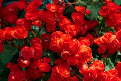 VibeX VVI-4 - Begonia Red - (90 Seeds) Seed(90 per packet)