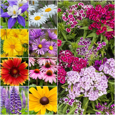 WILLVINE ™ Perennial Wildflower Mixture-1000 SEEDS Seed(1000 per packet)