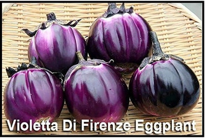 Biosnyg Abundant Yield Violetta Di Firenze Brinjal ( Seeds) Seed(2000 per packet)