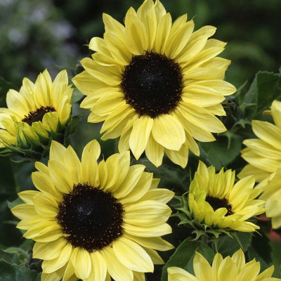 Quentova सूरजमुखी/सूर्यमुखी/ Sunflower Plant Surajmukhi-VXI-6C Seed(50 per packet)