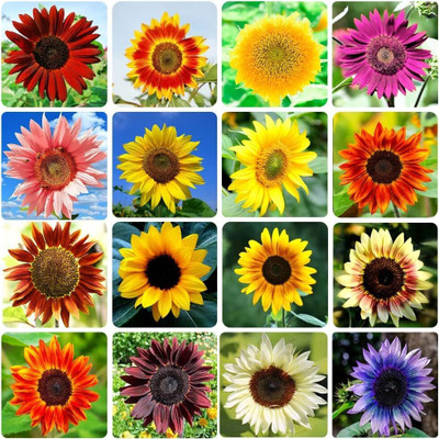 CRGO SUNFLOWER , SURAJMUKHI Seed(50 per packet)