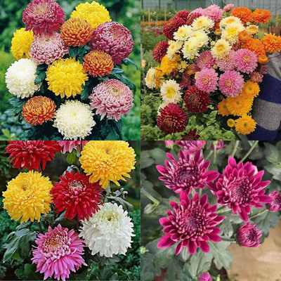 ibains Chrysanthemum flower mix seeds 13 Seed(13 per packet)