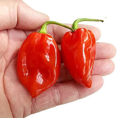 CYBEXIS F1 Hybrid Red Savina Habanero Hybrid Chilli Seeds2000 Seeds Seed(2000 per packet)