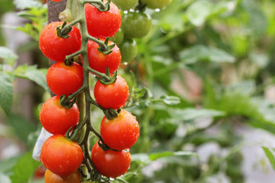 Quentova tomato Seed(85 per packet)