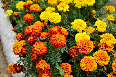 Aam beej marigold/gende ka phool flower seeds Seed(50 per packet)