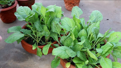 KANAYA Red Spinach Seeds Seed(10 per packet)