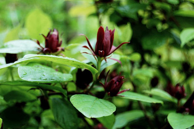 WILLVINE NDIR-2 Eastern Sweetshrub Allspice Seed(100 per packet)