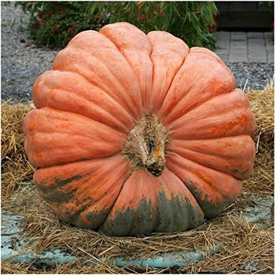 WILLVINE Hybrid Atlantic Giant Pumpkin (Cucurbita Maxima) -1250 Seeds Seed(1250 per packet)