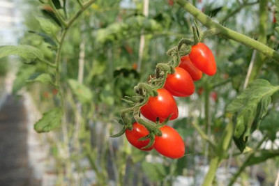 Sri chakra tomato Seed(130 per packet)