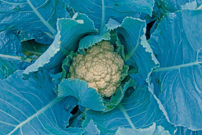 RUDAN white cauliflower,gobhee seeds Seed(10 per packet)
