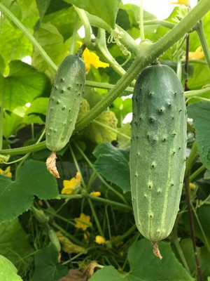 AFARTIOBINA 65 PCS CUCUMBER SEEDS Seed(65 per packet)