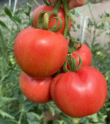 Avysa Desi Salad Red Tomatoes Seed(1500 per packet)