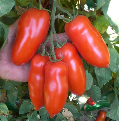CYBEXIS Giulietta F1 Tomatoes500 Seeds Seed(500 per packet)
