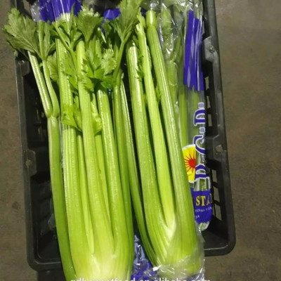 ENTENT Celery Vegetable/Herb Seed(120 per packet)