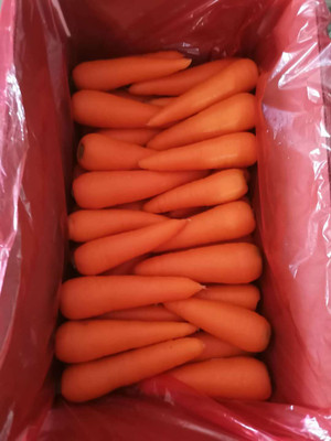 Quentova Orange Gajar Carrot Vegetable-8I-VII Seed(300 per packet)