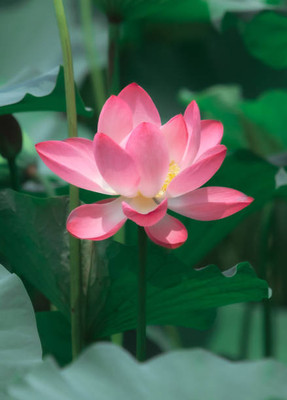 KANAYA lotus,kamal gatta Seed(15 per packet)