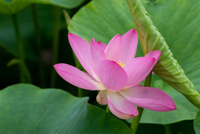 Lata lotus,kamal gatta Seed(15 per packet)