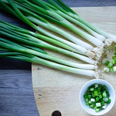 WILLVINE VNR -XI Bunching Evergreen White Scallion Onion [100g] Seed(300 per packet)