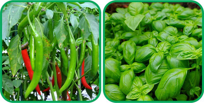 WILLVINE PAU -VII Basil Green And Chilli[50gm, 10000 Seeds] Seed(10000 per packet)