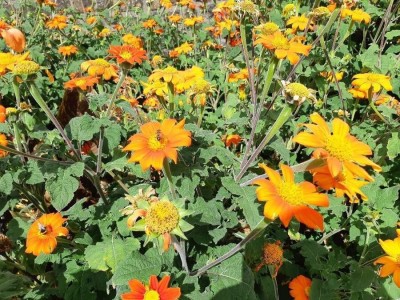 Quentova Mexican Sunflower Tithonia Seed(100 per packet)