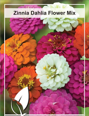 CYBEXIS Zinnia Dahlia Mix Seeds Seed(25 per packet)