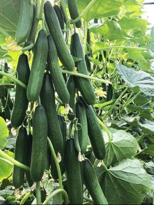 HYBRID 10g, Desi highest yield cucumber seed only 30 day fruiting and long fruiting Seed(1 per packet)