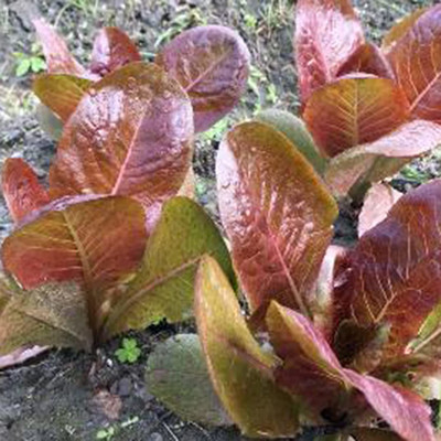 CYBEXIS Good Germination Purple Lettuce Seeds2000 Seeds Seed(2000 per packet)
