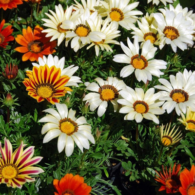 Lorvox Gazania Flower Seed(90 per packet)