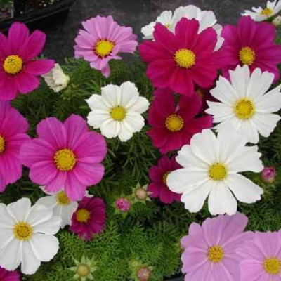 Aywal Gazebo Red Cosmos Flower Seed(7 g)
