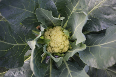 Nbtools white cauliflower,gobhee seeds Seed(13 per packet)