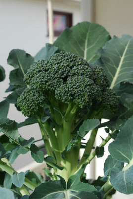 CYBEXIS Broccoli Varieties-'Diplomat'2000 Seeds Seed(2000 per packet)