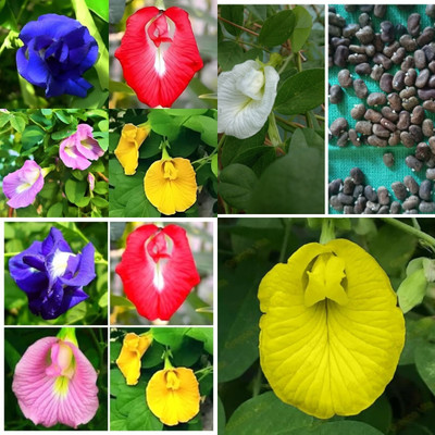 ibains Aparajita double mixed flower seeds bij 44 Seed(44 per packet)